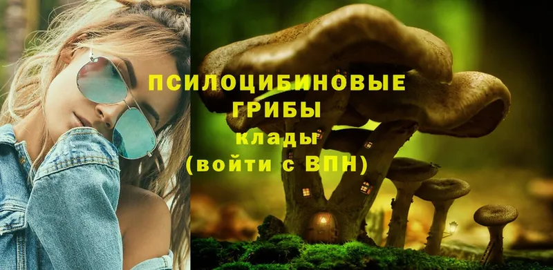 blacksprut как зайти  Боровичи  Псилоцибиновые грибы Psilocybe 